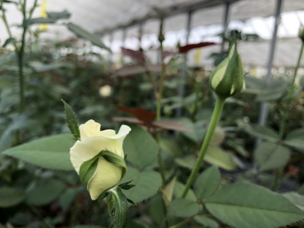 ホワイトチャーミング