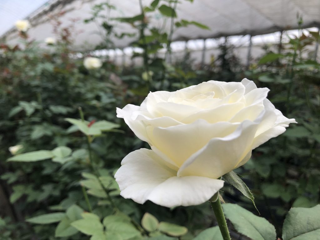 ホワイトチャーミング