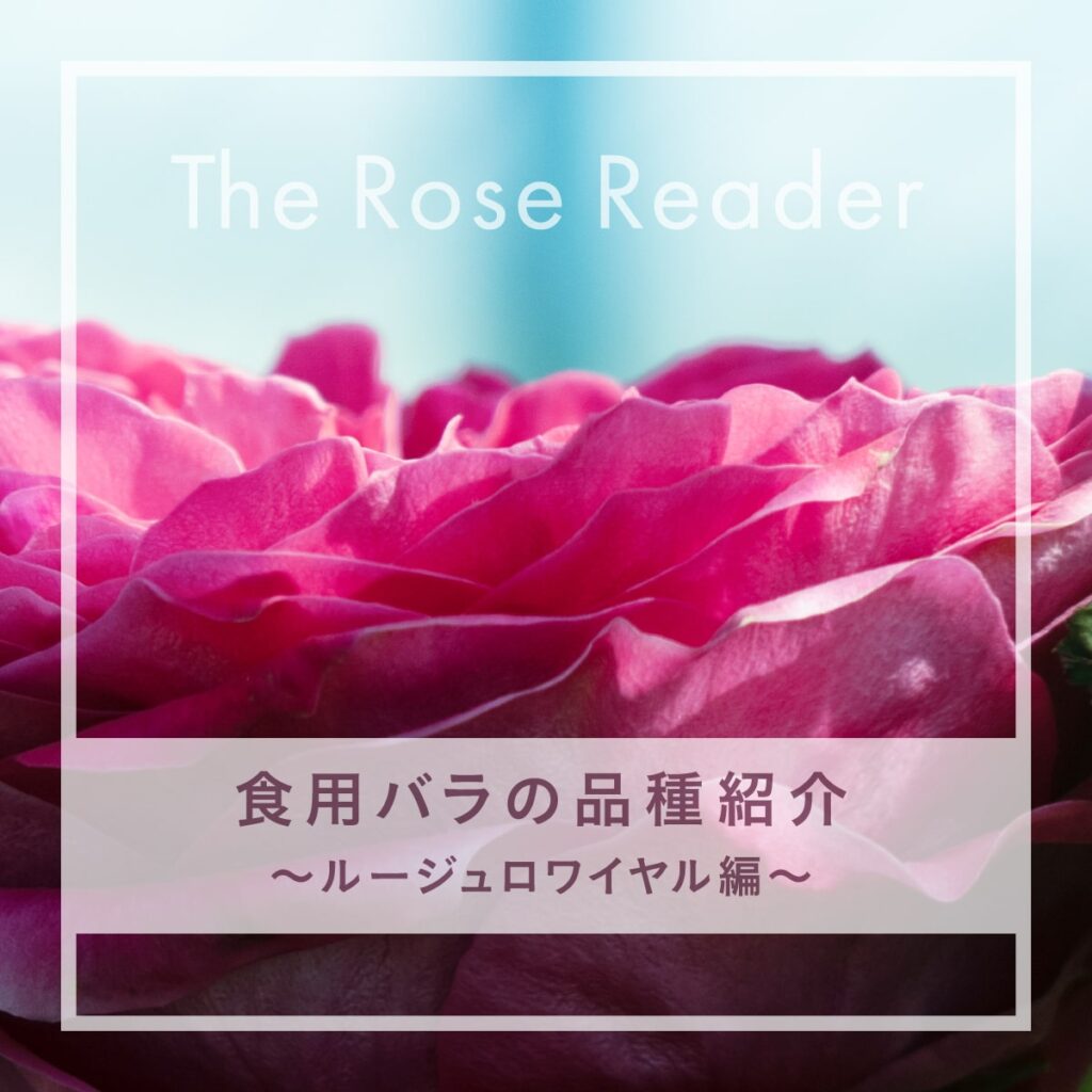 食用バラの紹介