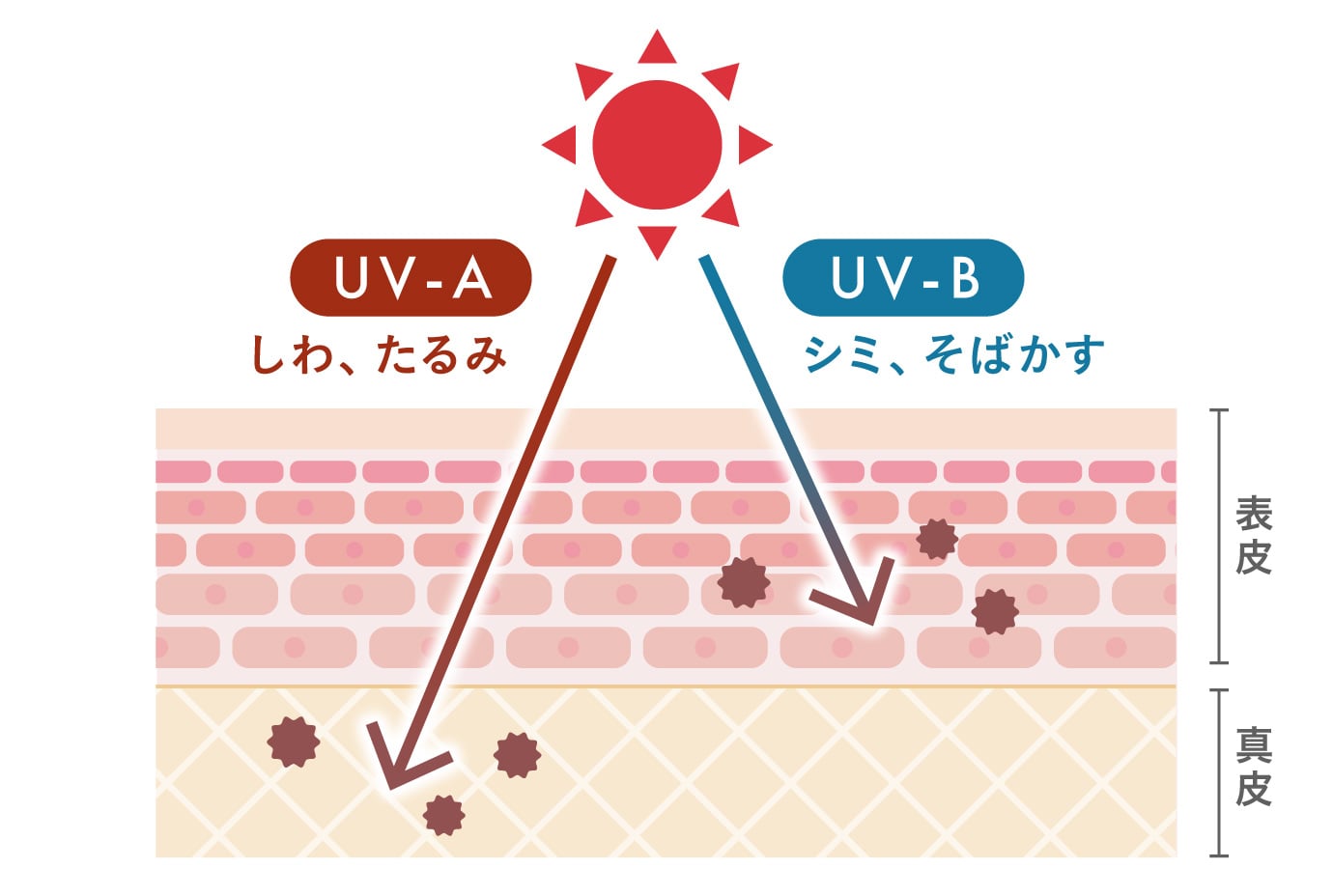 UV-AとUV-Bのイラスト