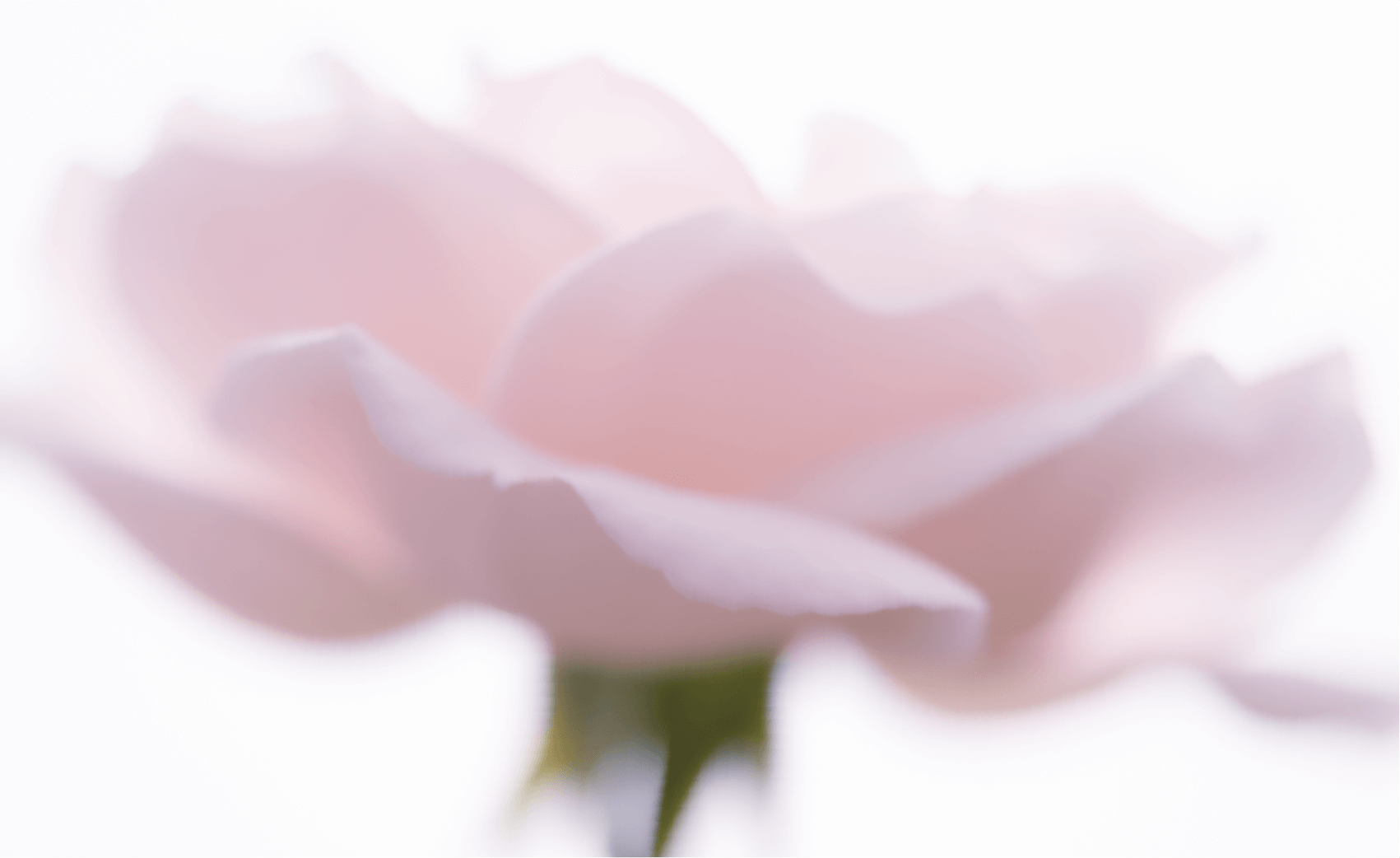 24ROSE®の一番花